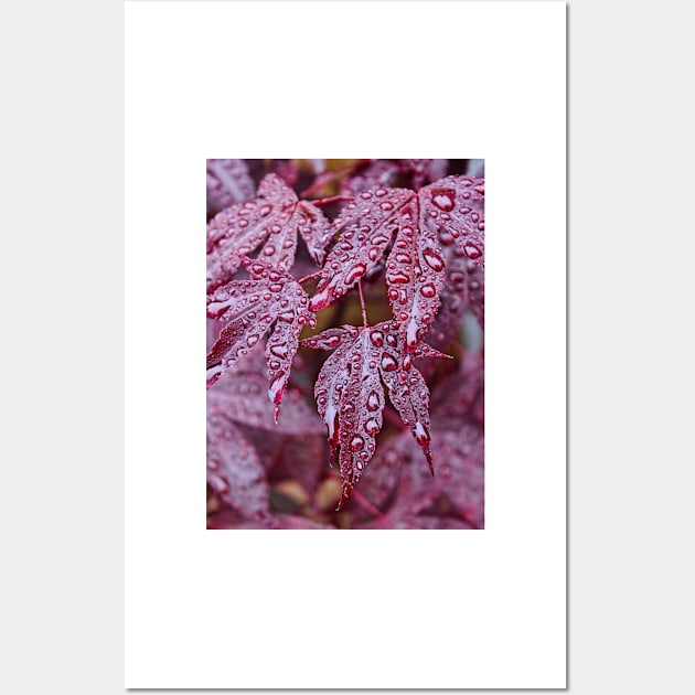 Japanese Acer Palmatum Atropurpurea Shrub Wall Art by avrilharris